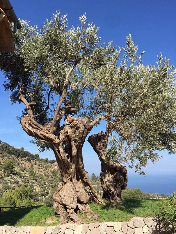 Ancient olive tree with twisted trunk above the sea on the northwest coast of Mallorca