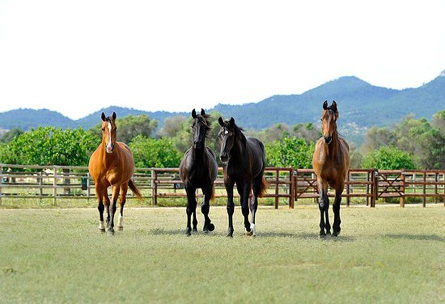 Four horses in a paddock on an equestrian country estate in Mallorca